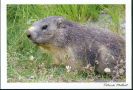 Carte postale la marmotte marmota marmota, vanoise