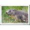 Carte postale la marmotte marmota marmota, Parc National de la Vanoise, Savoie