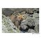 Carte postale Le renard Vulpes vulpes en vanoise